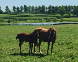 horse Theprinceofthebes xx (Thoroughbred, 2017, from Pioneerof The Nile xx)