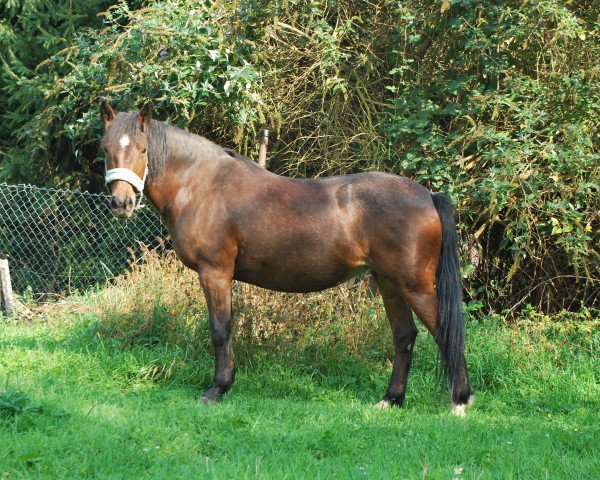 broodmare Brandy (Connemara Pony, 1997, from Ladylover)