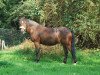 Zuchtstute Brandy (Connemara-Pony, 1997, von Ladylover)