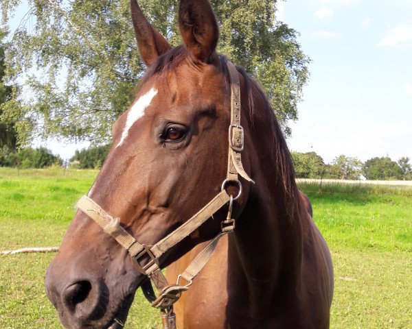 broodmare Grisette (German Sport Horse, 2003, from Aletto)