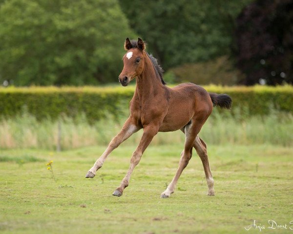 dressage horse mille-fleure (KWPN (Royal Dutch Sporthorse), 2017, from Spielberg)