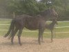 broodmare Lady ISH (Oldenburg, 2006, from Landor S)