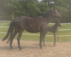 broodmare Lady ISH (Oldenburg, 2006, from Landor S)