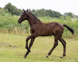 Springpferd mei-fleure (KWPN (Niederländisches Warmblut), 2017, von Chapeau Tn)