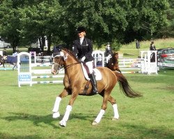 dressage horse Elaine 34 (Trakehner, 2007, from Kaiserdom)