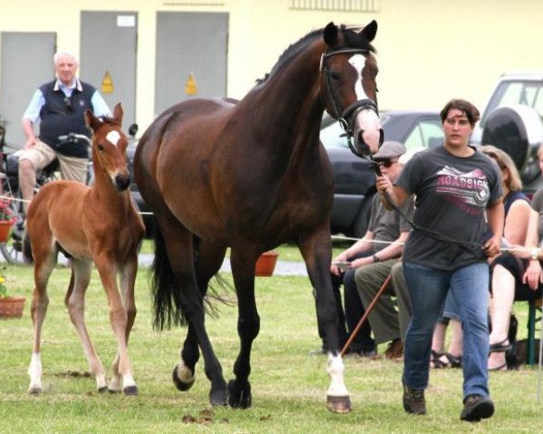 broodmare Helena (Oldenburg, 2004, from His Highness)
