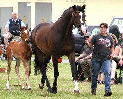 Zuchtstute Helena (Oldenburger, 2004, von His Highness)