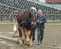 stallion Nato (Saxon-Thuringian Draughthorse, 2002, from Neptun v. Marienthal)