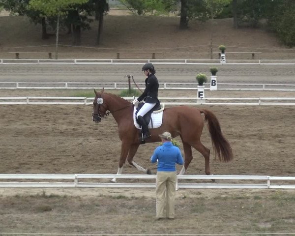 Reitturnier Gardelegen 2018