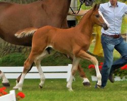 Springpferd Hugo Boss (Schwedisches Warmblut, 2012, von Balou du Rouet)