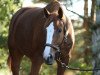 dressage horse Erbprinz H (German Sport Horse, 2007, from Epsom Gesmeray)