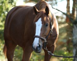 dressage horse Erbprinz H (German Sport Horse, 2007, from Epsom Gesmeray)