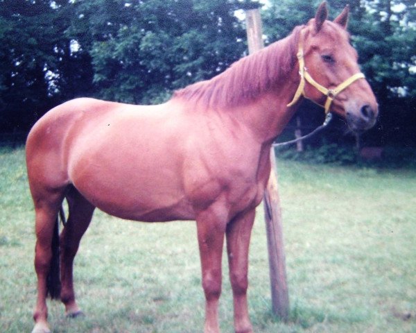 Zuchtstute Arona (Hannoveraner, 1972, von Absatz)