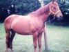 broodmare Arona (Hanoverian, 1972, from Absatz)