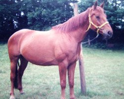 broodmare Arona (Hanoverian, 1972, from Absatz)