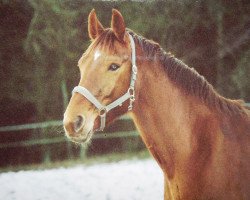 broodmare Anna Lena (Hanoverian, 1993, from Allround)