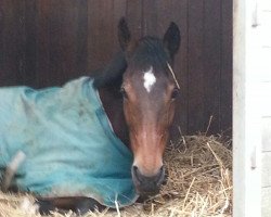 horse Netrichta (KWPN (Royal Dutch Sporthorse), 1995, from Contango)