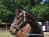 broodmare Beautyful Nizza (Holsteiner, 2009, from Nekton)