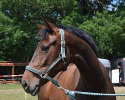 broodmare Beautyful Nizza (Holsteiner, 2009, from Nekton)