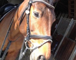 dressage horse Sweety 110 (Hanoverian, 2006, from Sir Savoy)