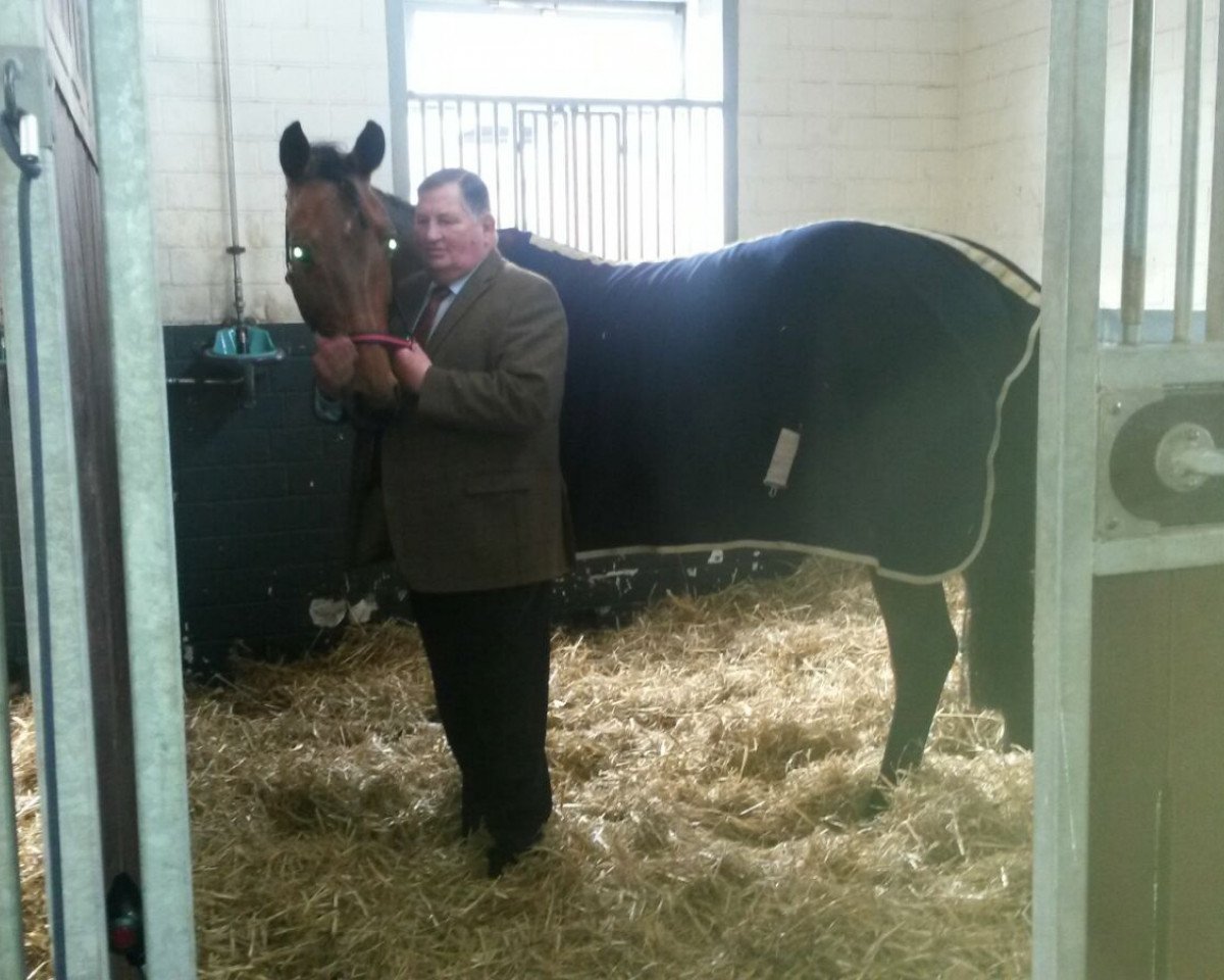 Springpferd Lady Pezine OLD (Oldenburger Springpferd, 2011, von Lord Pezi)