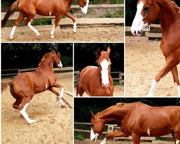 broodmare Dancing Milky (Hanoverian, 2013, from Dancing World)