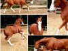 broodmare Dancing Milky (Hanoverian, 2013, from Dancing World)