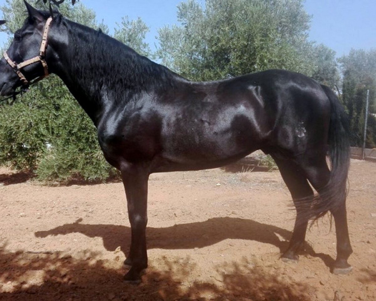 horse Campesino B (Lusitano, 2011)