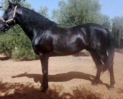 horse Campesino B (Lusitano, 2011)