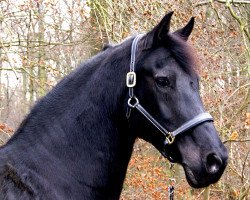 broodmare Dark Xena (Arabofriese, 1998, from Folkert 353 Sport)