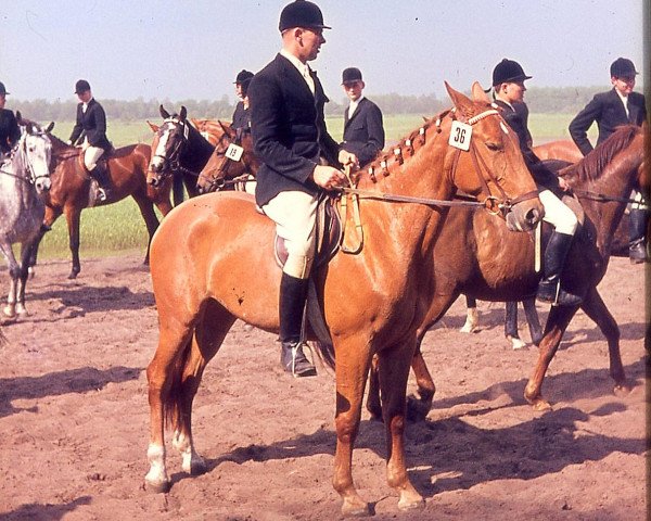 Zuchtstute Semira (Hannoveraner, 1966, von Servus)