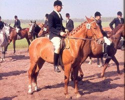 broodmare Semira (Hanoverian, 1966, from Servus)