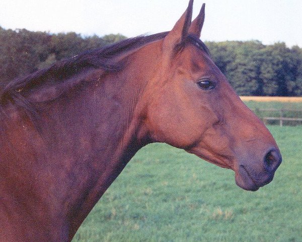 broodmare Lunette (Hanoverian, 1973, from Lions xx)