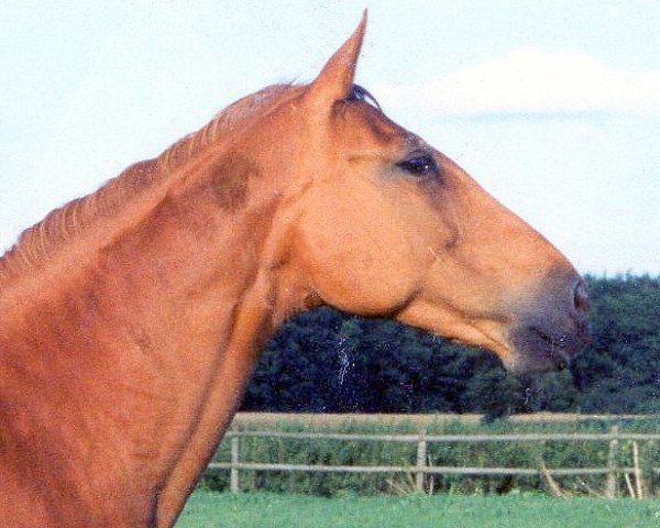 broodmare Petite (Hanoverian, 1970, from Pik As xx)