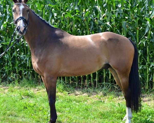 dressage horse Fiorino 29 (Hanoverian, 2011, from Fiorano)