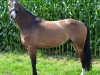 dressage horse Fiorino 29 (Hanoverian, 2011, from Fiorano)