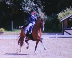 dressage horse Jazzy 8 (KWPN (Royal Dutch Sporthorse), 2009, from Glock's Johnson Tn)