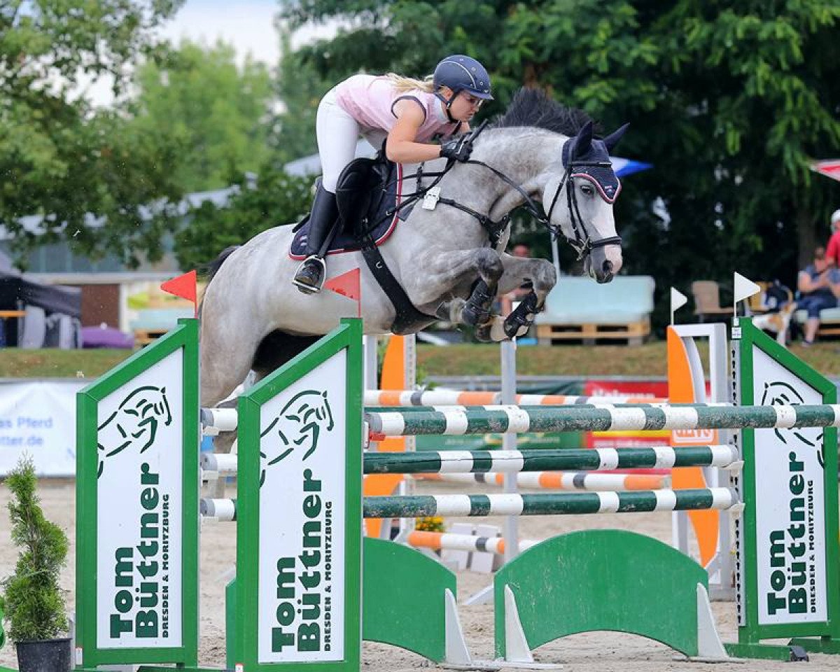 broodmare Agneta 21 (German Sport Horse, 2010, from Point)