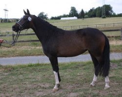 broodmare Glamourmodel (German Riding Pony, 2012, from Dornik B)