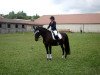 jumper Valentino 178 (New Forest Pony, 1998, from Sulaatik's Benji)