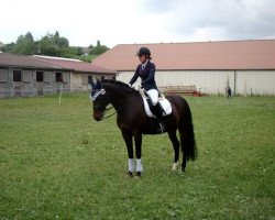 Springpferd Valentino 178 (New-Forest-Pony, 1998, von Sulaatik's Benji)