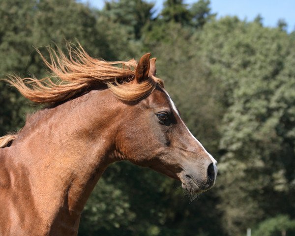 horse Nachyan (Arabian thoroughbred, 1996, from Kruschan Ibn Kantar)