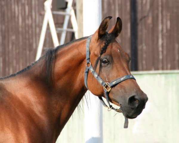 horse Kashmir (Arabian thoroughbred, 1993, from Kruschan Ibn Kantar)