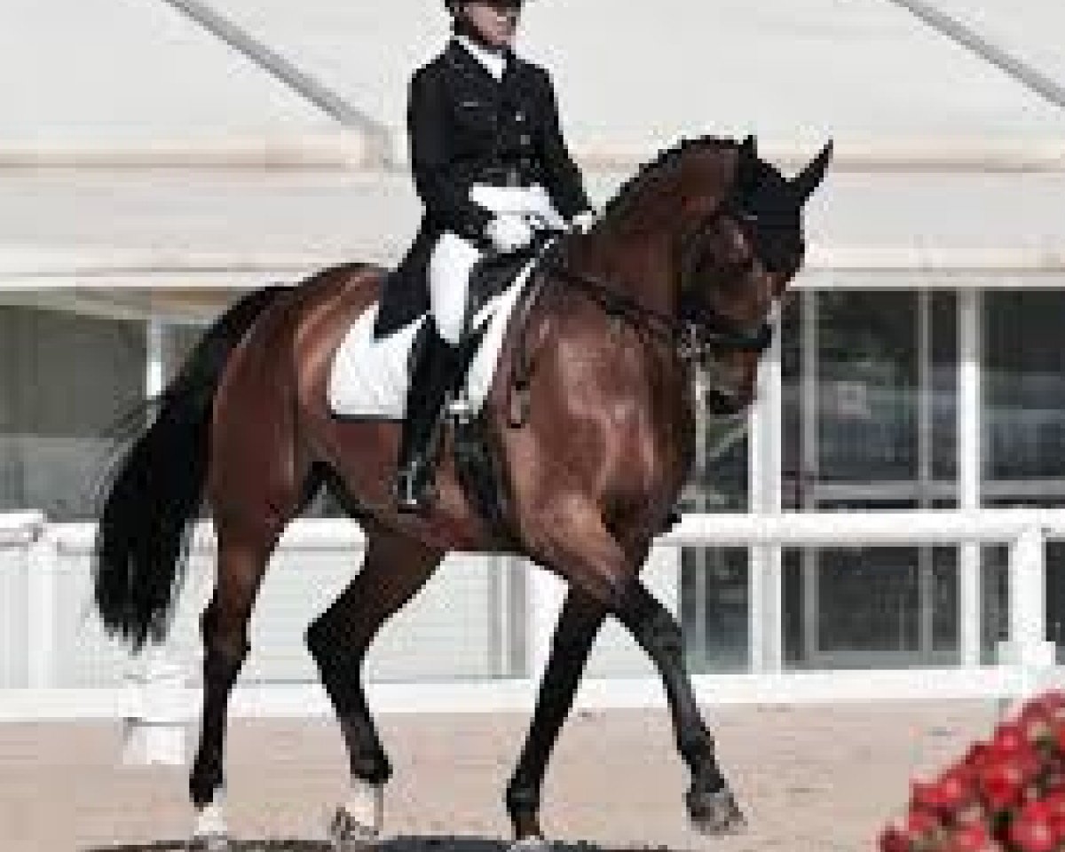 dressage horse Revanche 83 (Holsteiner, 2002, from Ramirado)