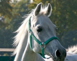 horse Kabul Ibn Kruschan (Arab half breed / Partbred, 1992, from Kruschan Ibn Kantar)