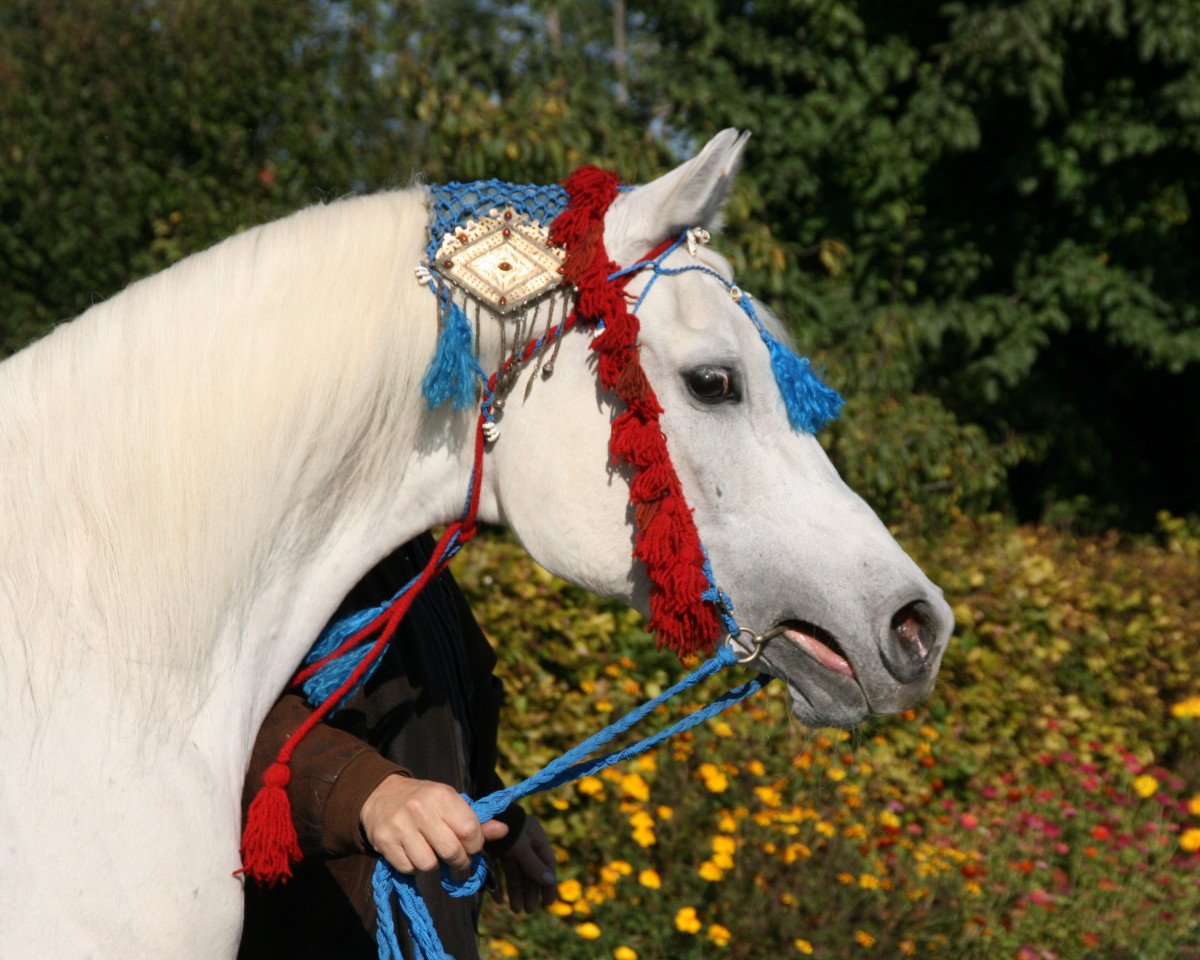 stallion Kruschan Ibn Kantar (Arabian purebred, 1983, from Amun El Kantar ox)