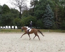 broodmare Flotte Henne (Westphalian, 2010, from Fürst Piccolo)