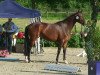 broodmare Aconda (Hanoverian, 2006, from Argentinus)