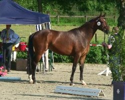 broodmare Aconda (Hanoverian, 2006, from Argentinus)