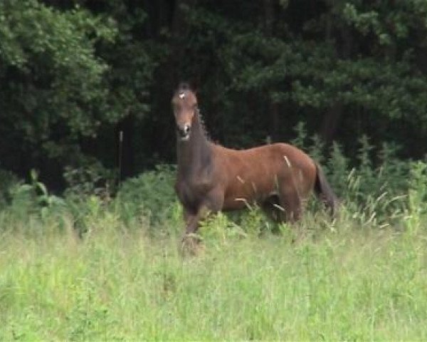 Springpferd Qualified 2 (Hannoveraner, 2004, von Quidam's Rubin)